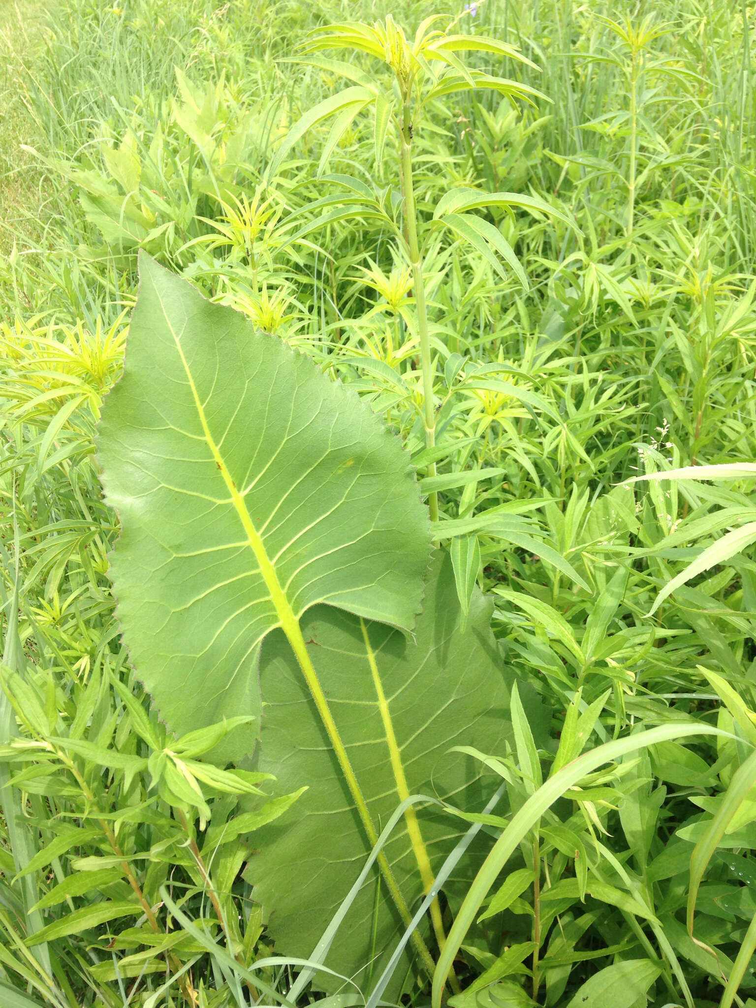 Silphium terebinthinaceum Jacq. resmi