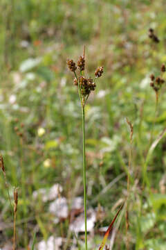 Image de Luzula pallescens Sw.