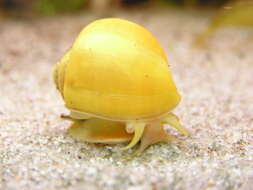 Image of Common Apple Snail