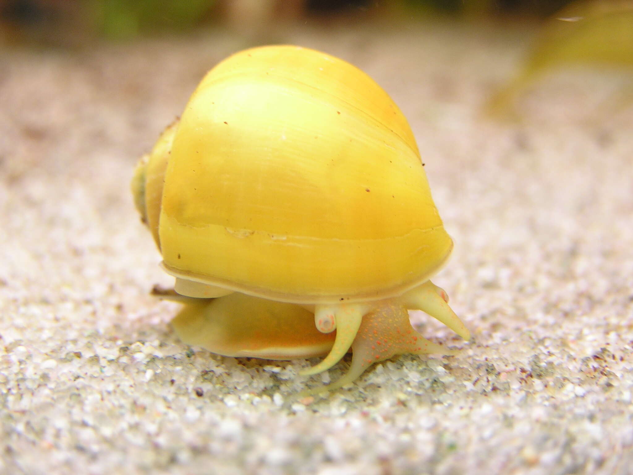 Image of Common Apple Snail