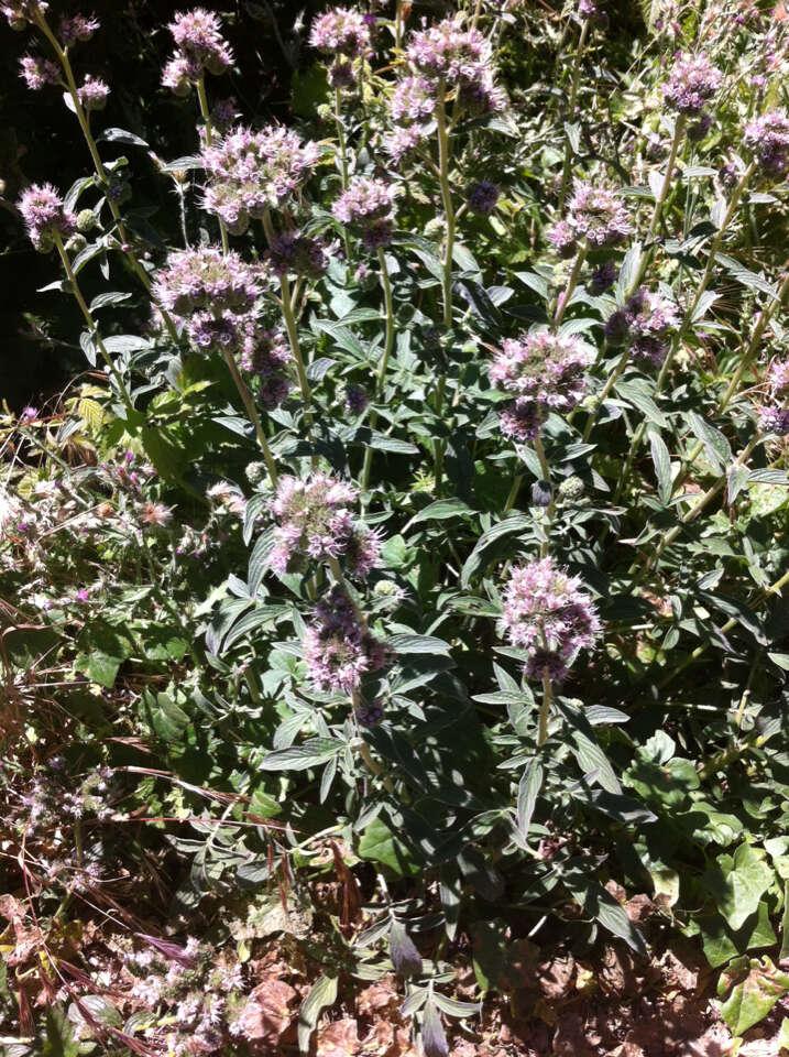 Image of California phacelia