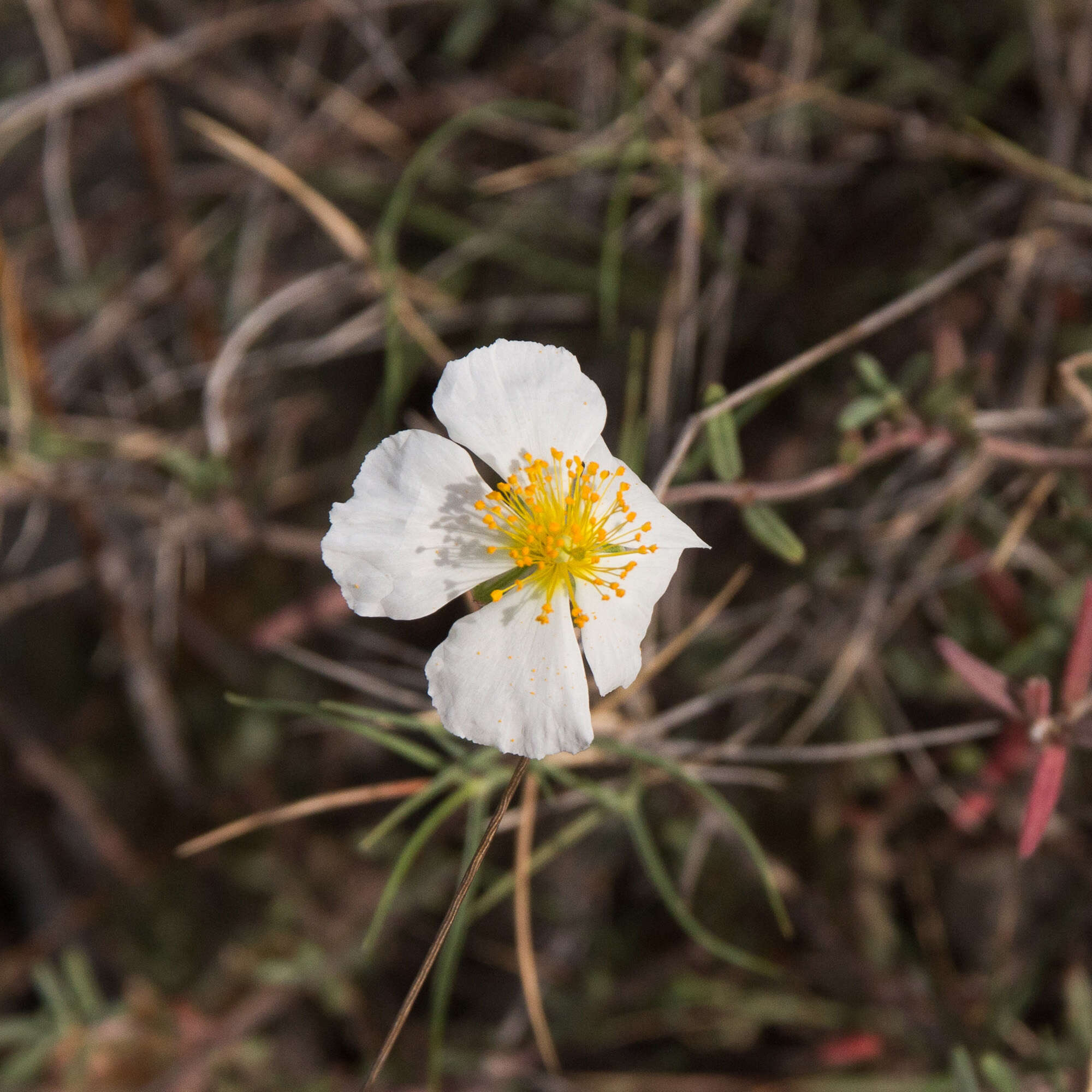 Imagem de Cistus monspeliensis L.