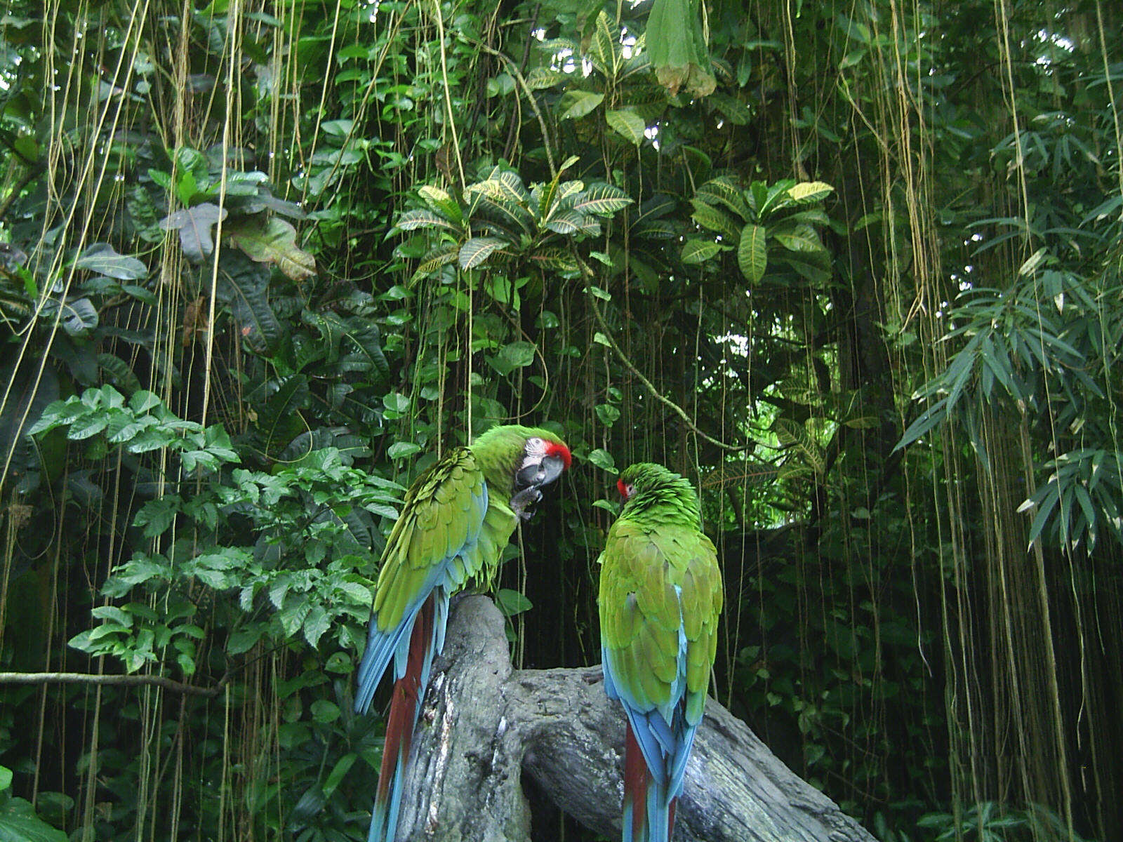 Image of macaws