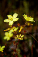 Image of Drosera intricata Planch.