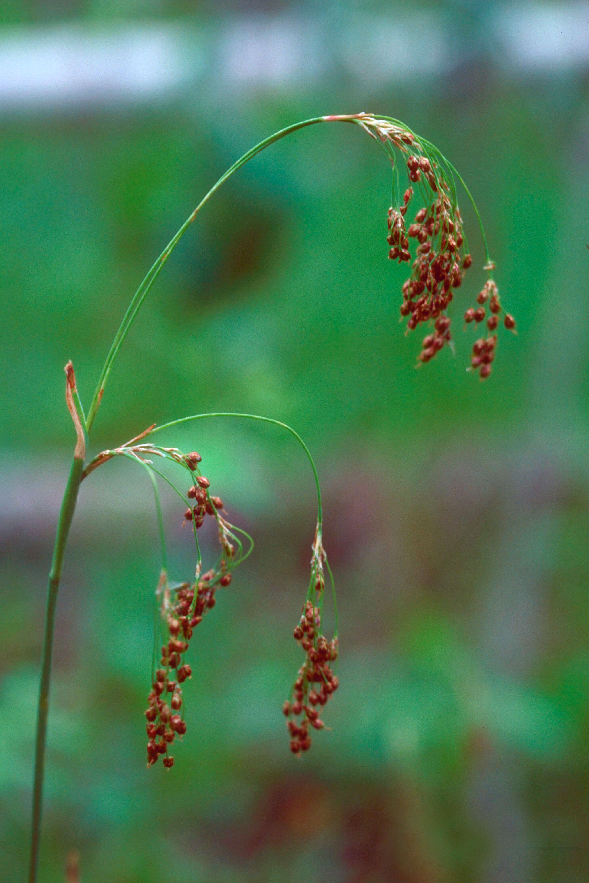 Image de Luzula parviflora (Ehrh.) Desv.