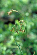 Image de Luzula parviflora (Ehrh.) Desv.