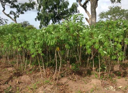 Image of cassava