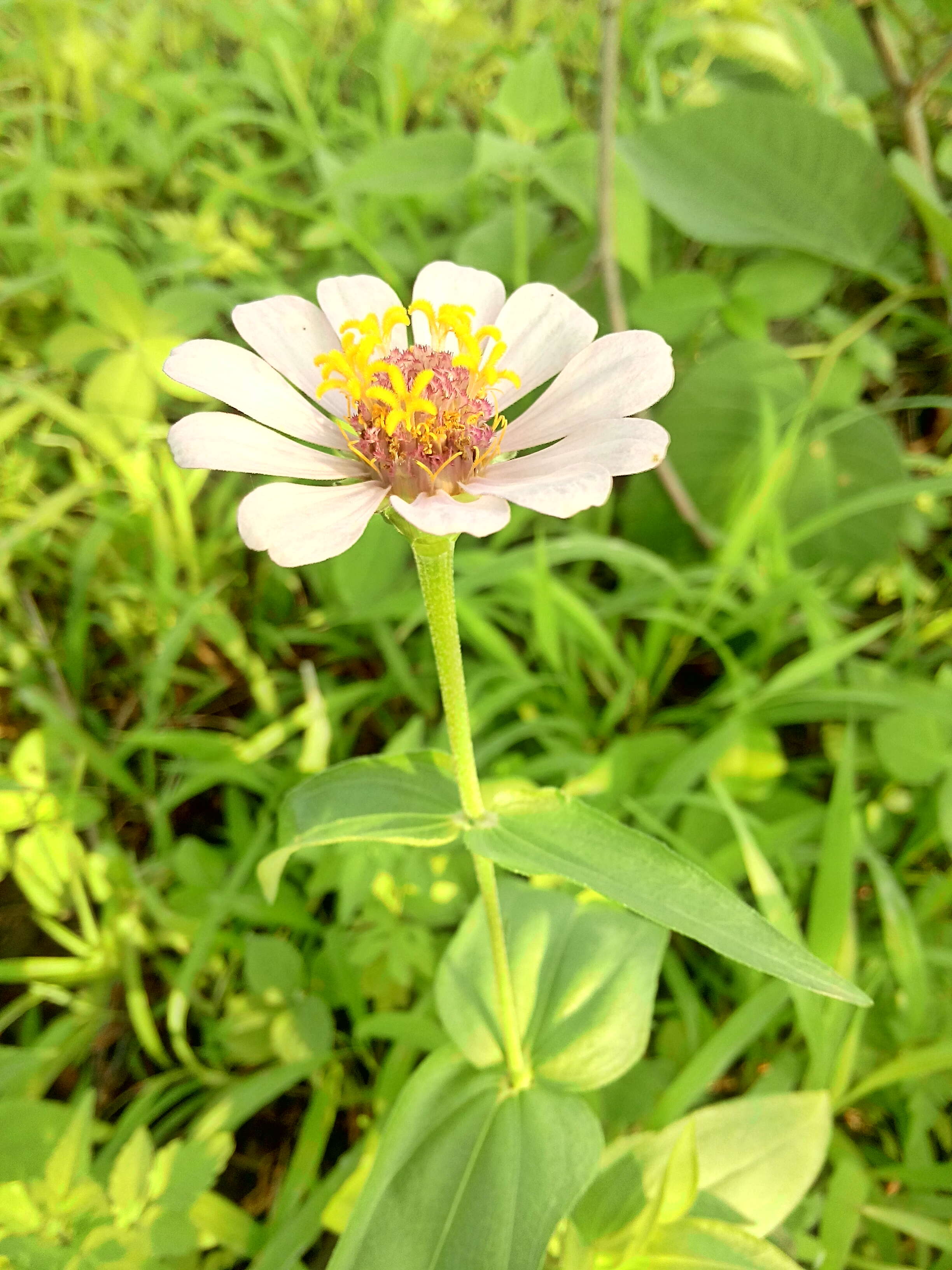 Image of ELEGANT ZINNIA