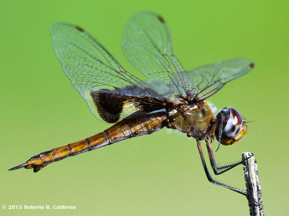 Image of Red Saddlebags