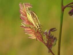 Image of Meadow Plant Bug