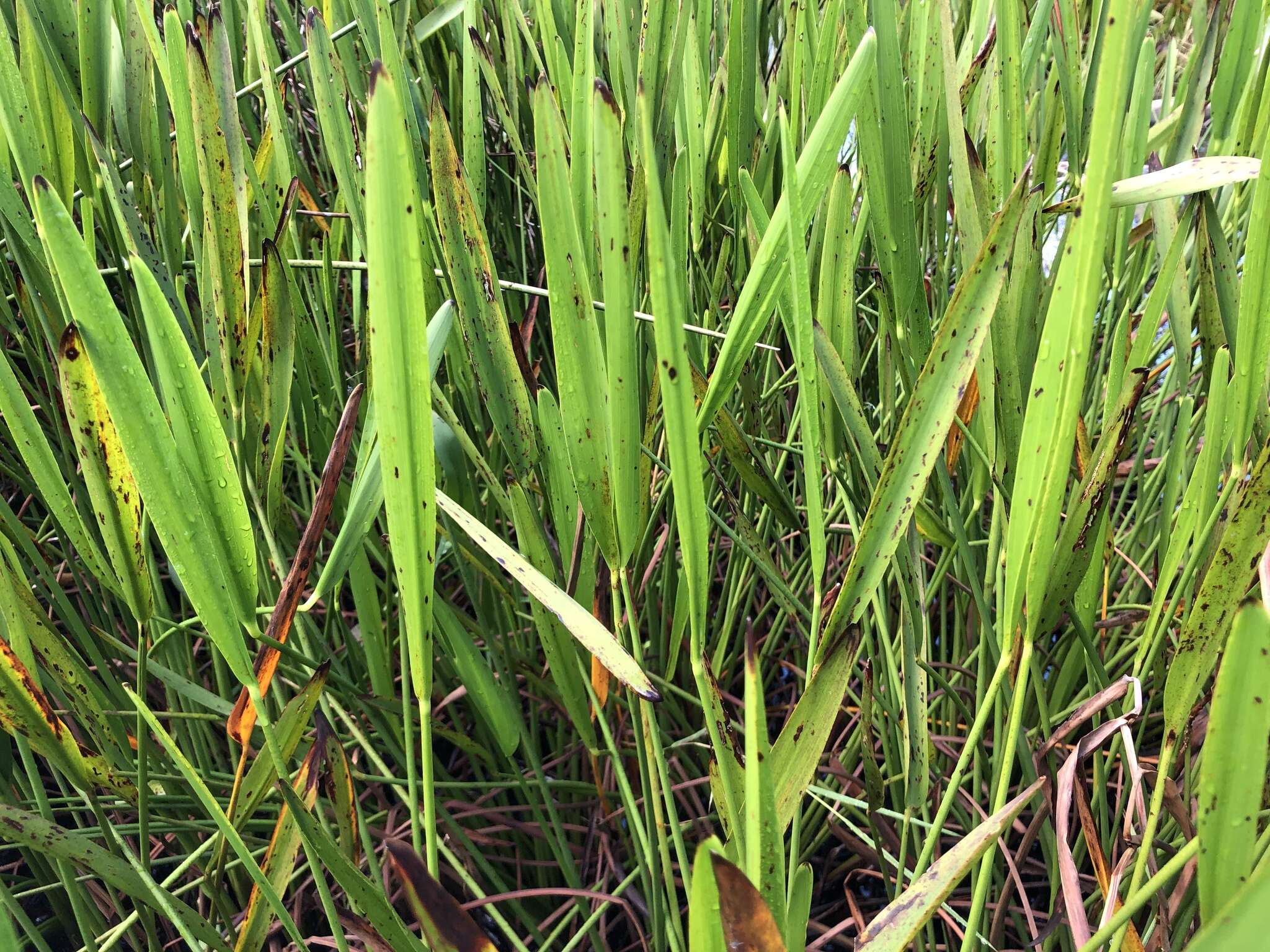 Image of Pontederia cordata var. lancifolia (Muhl.) Morong