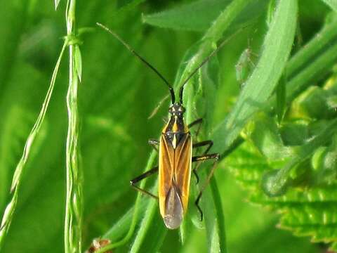 Leptopterna dolabrata (Linnaeus 1758)的圖片