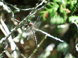 Image of Hine's Emerald