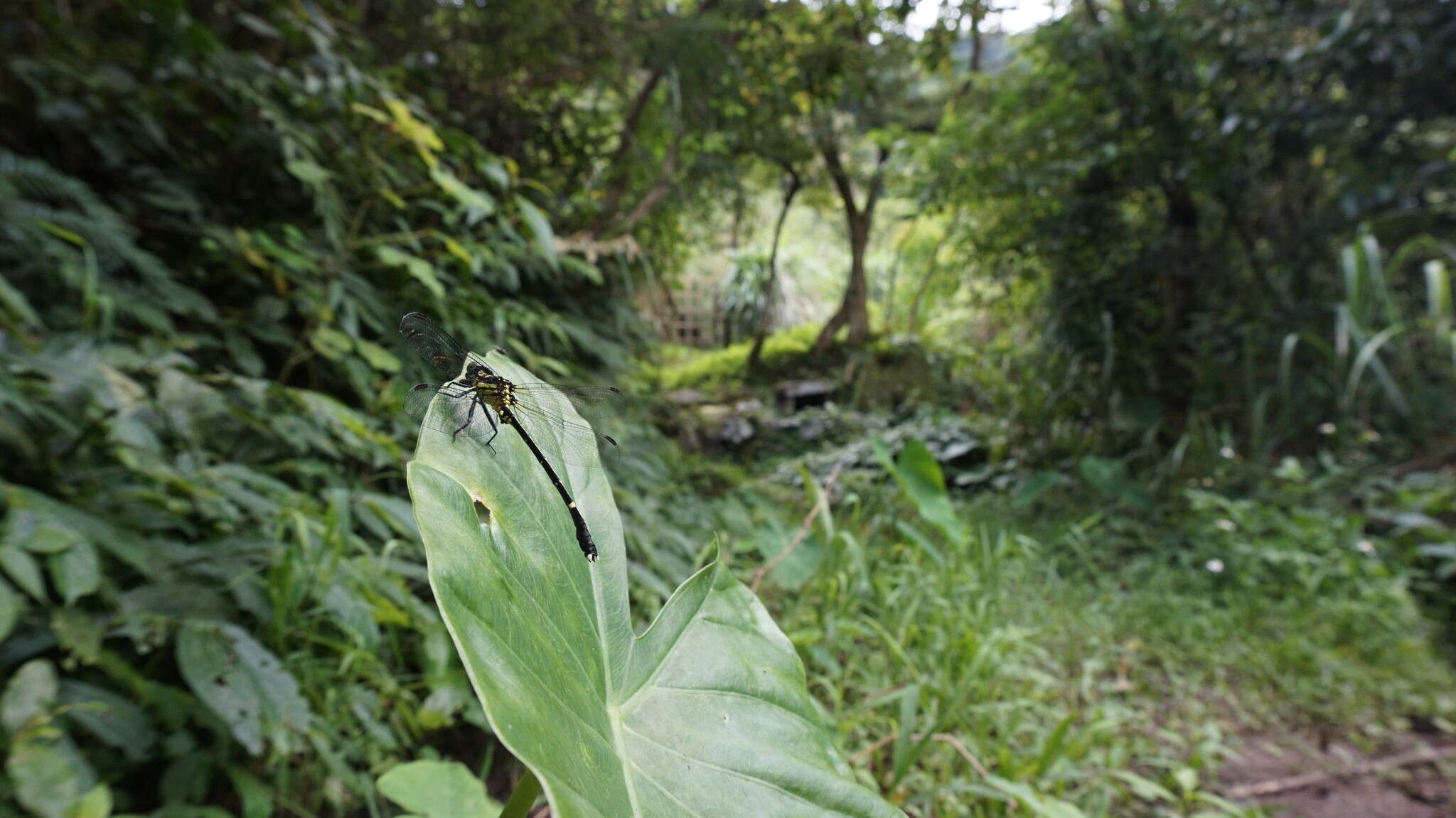 Image of <i>Leptogomphus sauteri formosanus</i> Matsumura