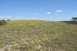 Imagem de Agalinis densiflora Blake