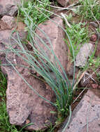 صورة Dichelostemma capitatum (Benth.) Alph. Wood