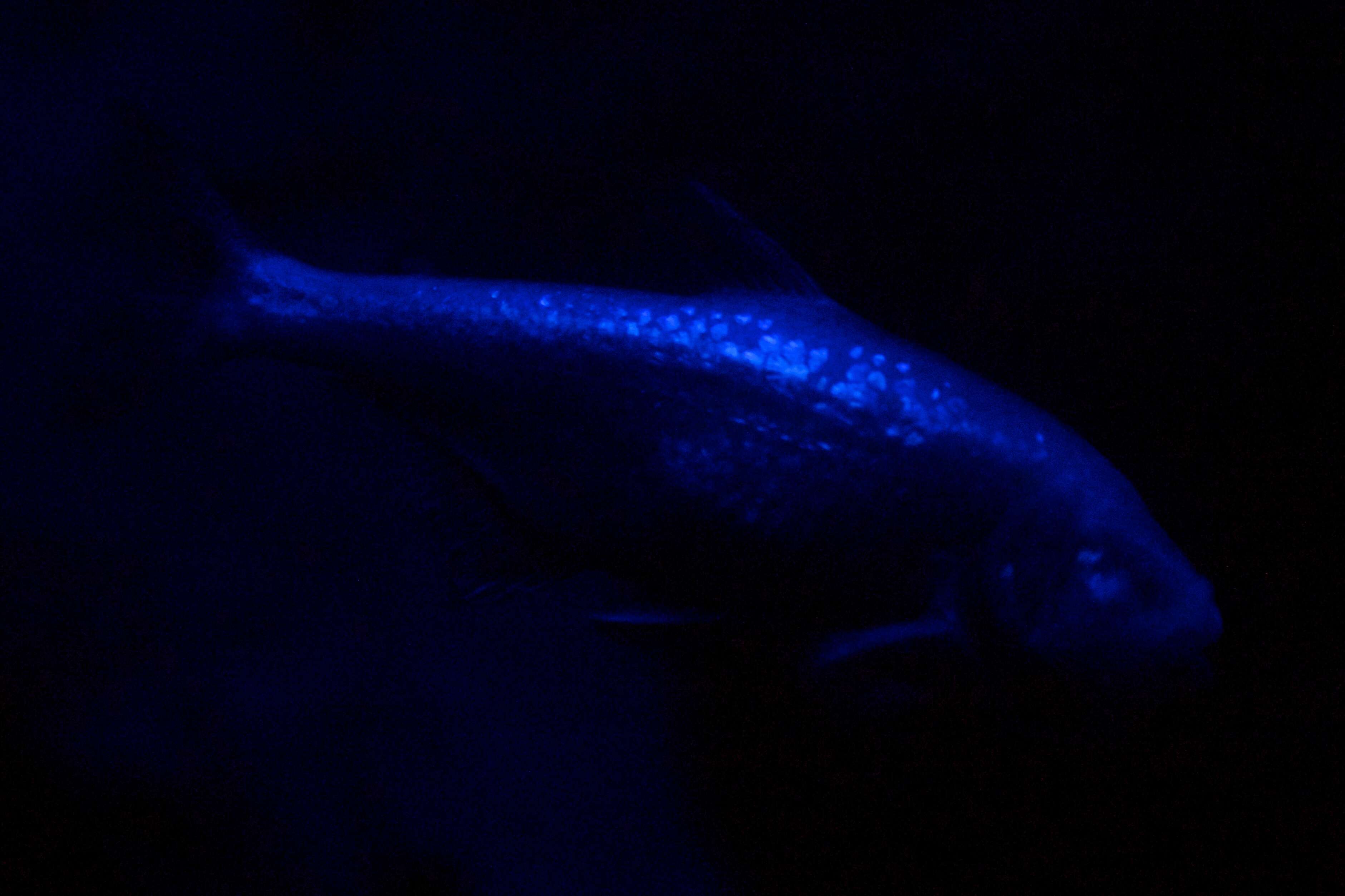 Image of Cave Tetra