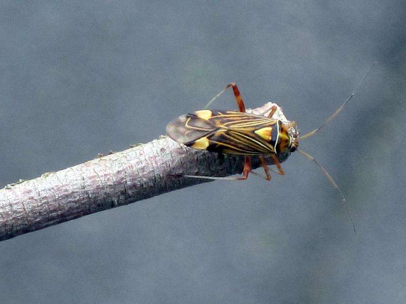 Image of Striped Oak Bug