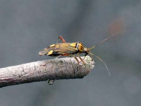 Image of Striped Oak Bug