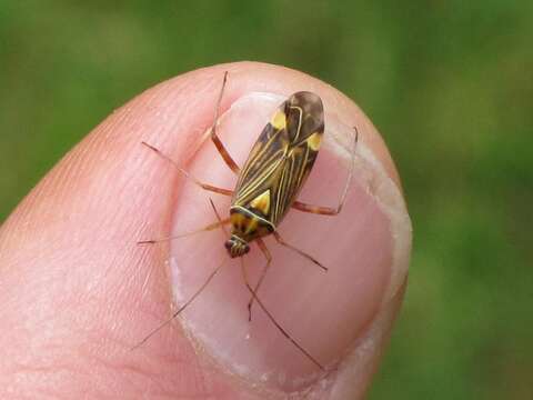 Image of Striped Oak Bug