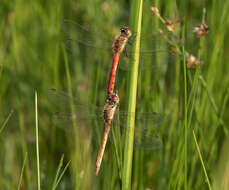 Image of spotted darter