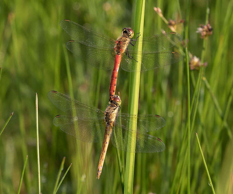 Image of spotted darter