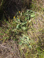 Imagem de Sonchus kirkii B. G. Hamlin