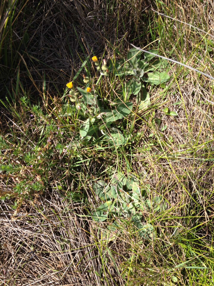 Imagem de Sonchus kirkii B. G. Hamlin