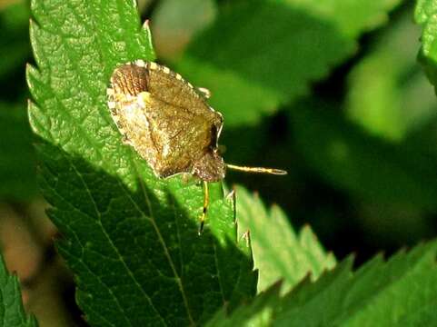 Image of Vernal Shieldbug