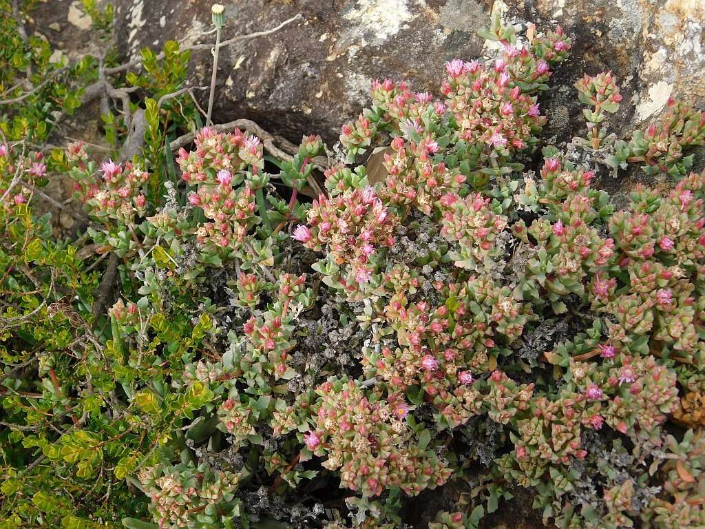 Imagem de Oscularia deltoides (L.) Schwant.