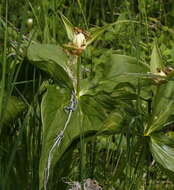 Image of Trillium camschatcense Ker Gawl.