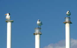 Image of Royal Tern