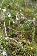 Image of Leafy-Stem Pseudosaxifrage