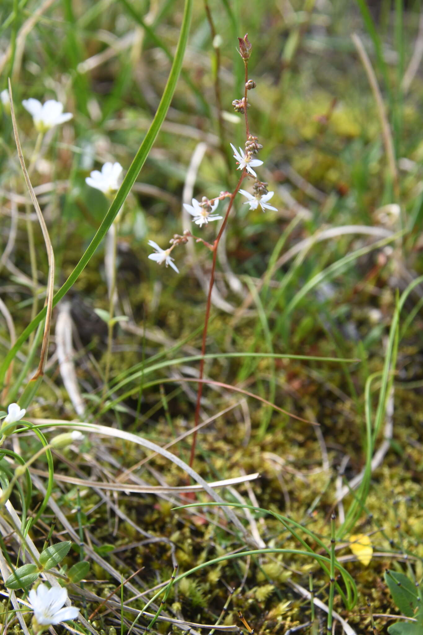 Micranthes foliolosa (R. Br.) Gornall resmi