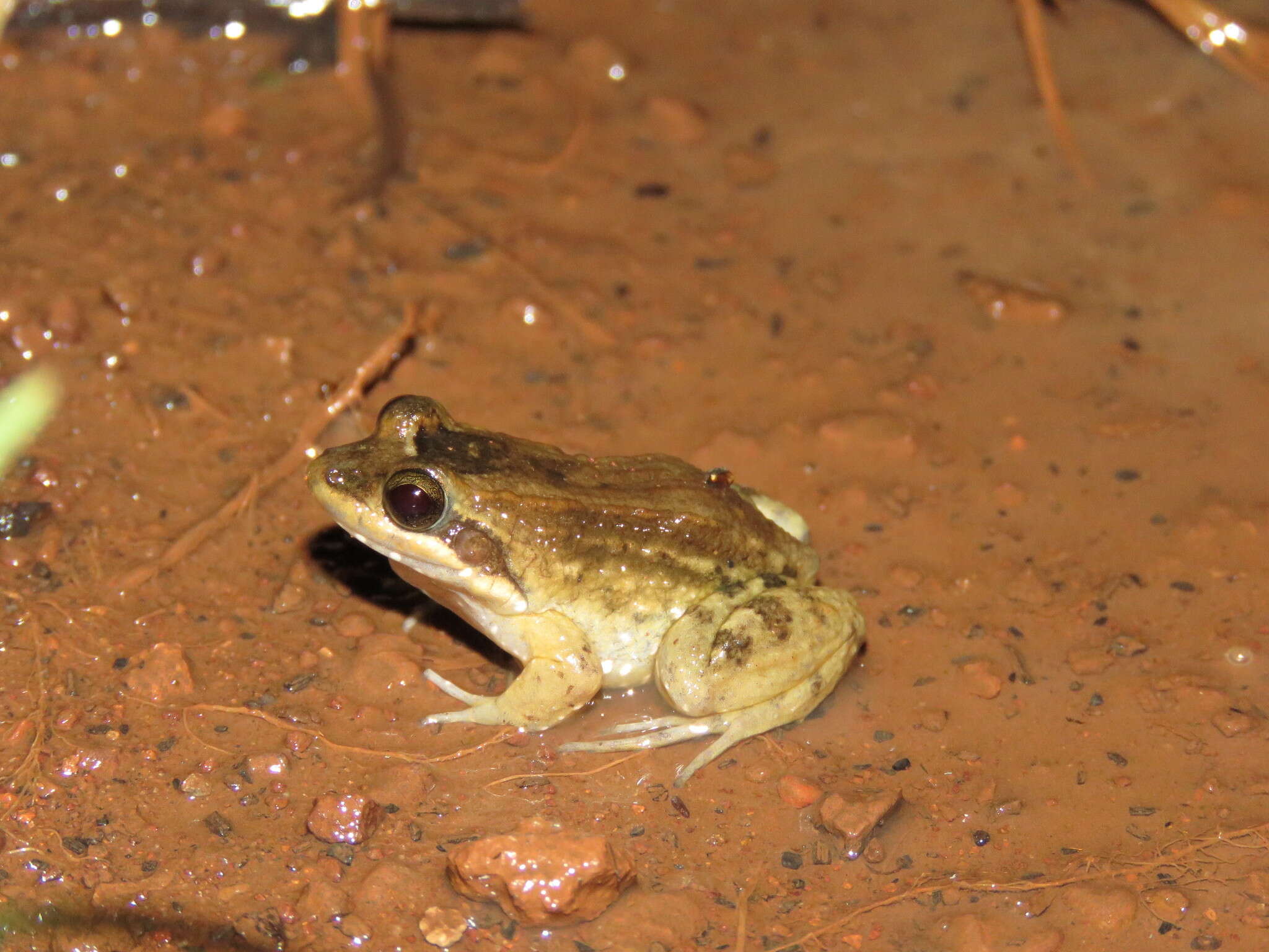 Imagem de Leptodactylus podicipinus (Cope 1862)