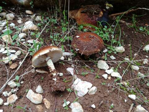 Image de Pholiota gallica Holec & M. Kolařík 2014