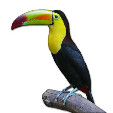 Image of Keel-billed Toucan