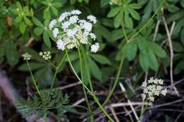 Image of Gray's licorice-root