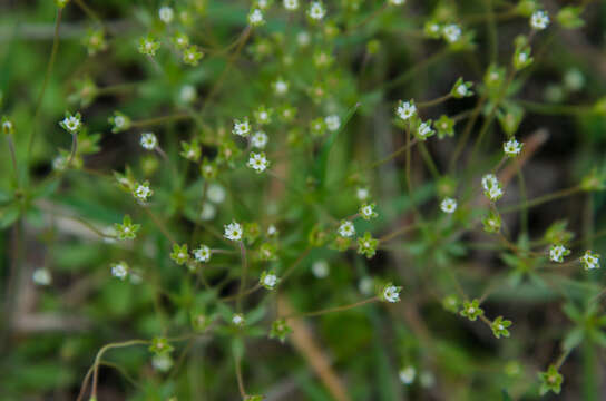 صورة Androsace elongata L.