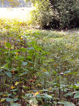 Image of Wild Taro