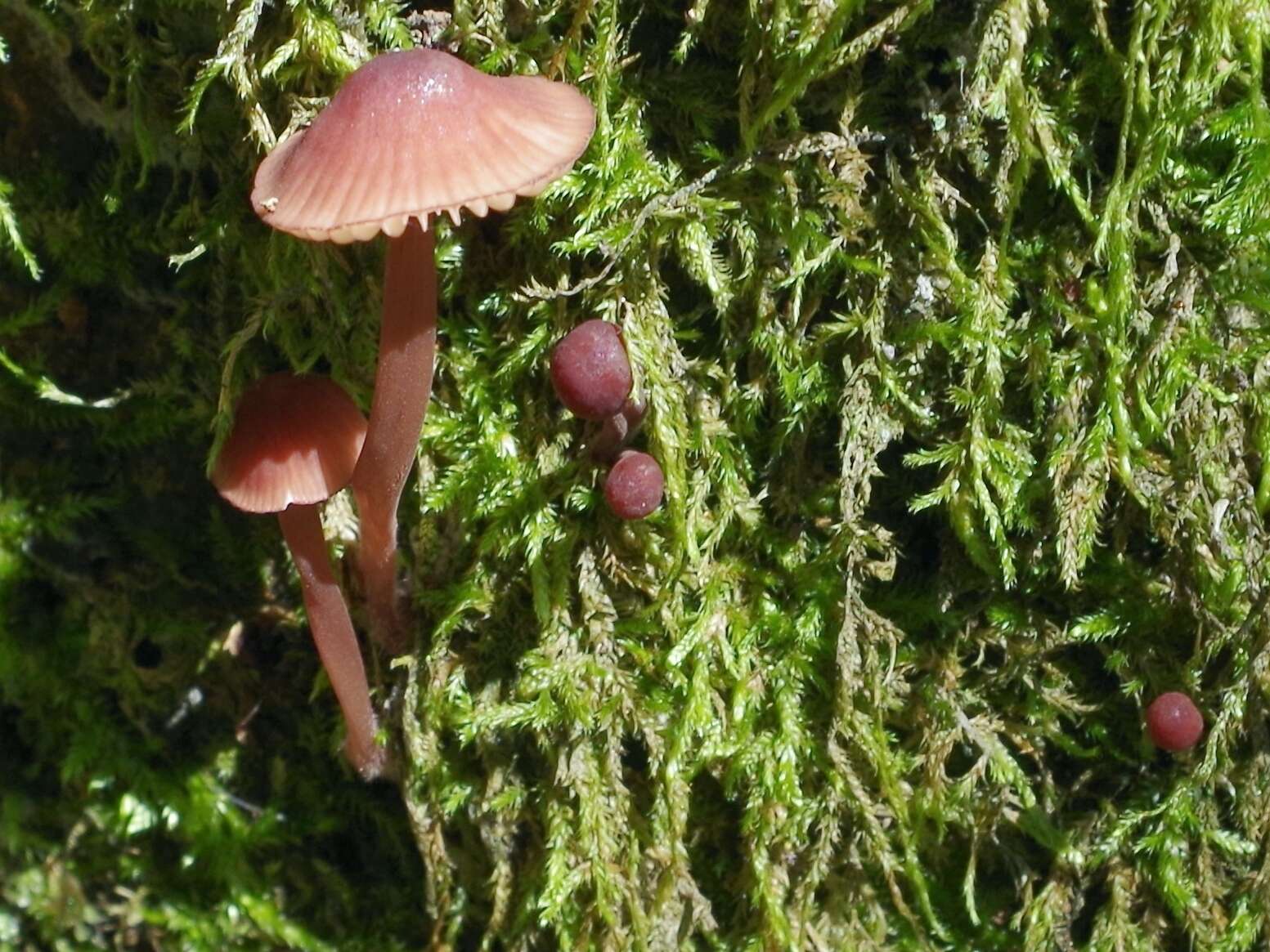 Image of Mycena sanguinolenta (Alb. & Schwein.) P. Kumm. 1871