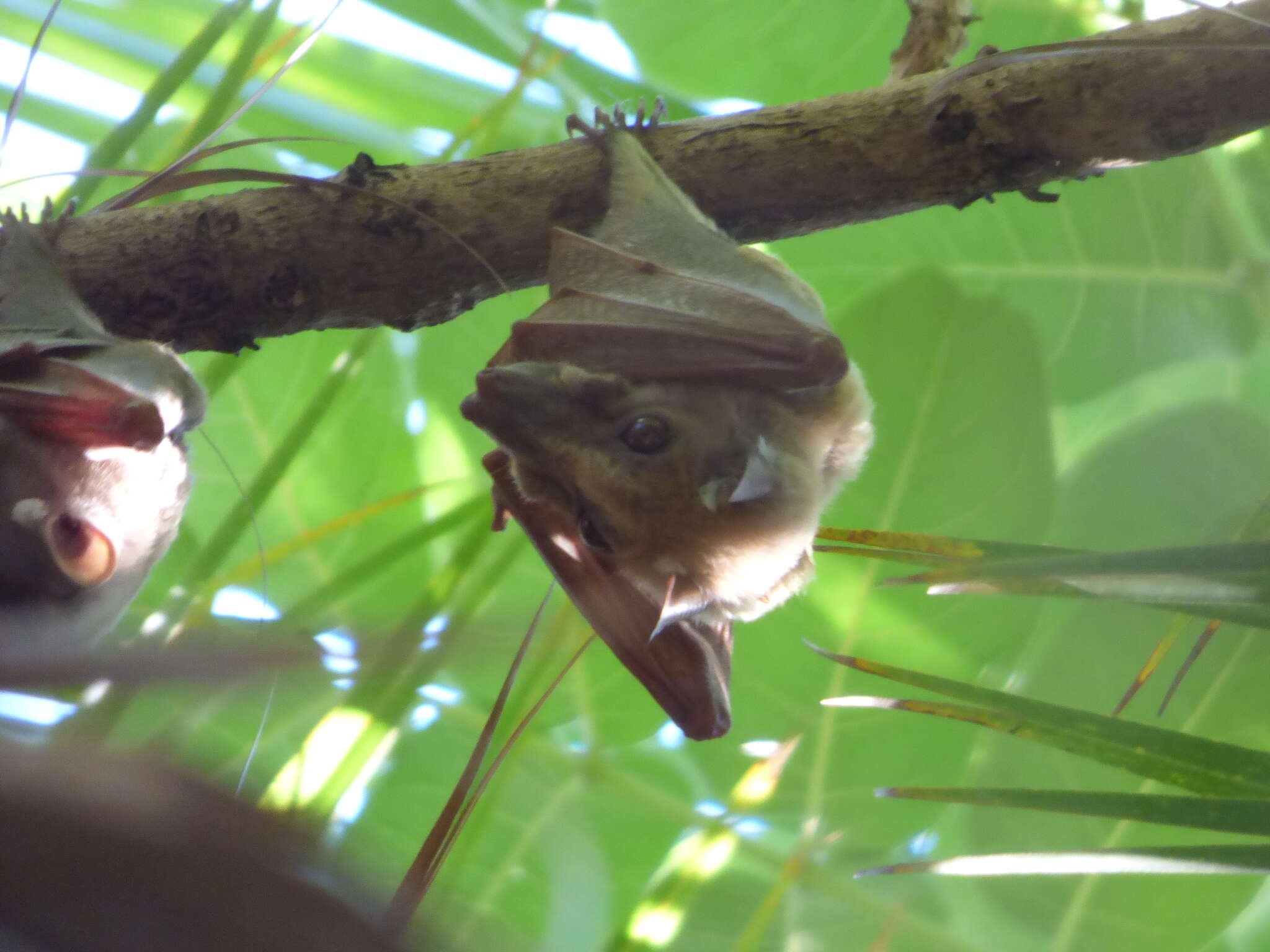 Image of Peters's Epauletted Fruit Bat