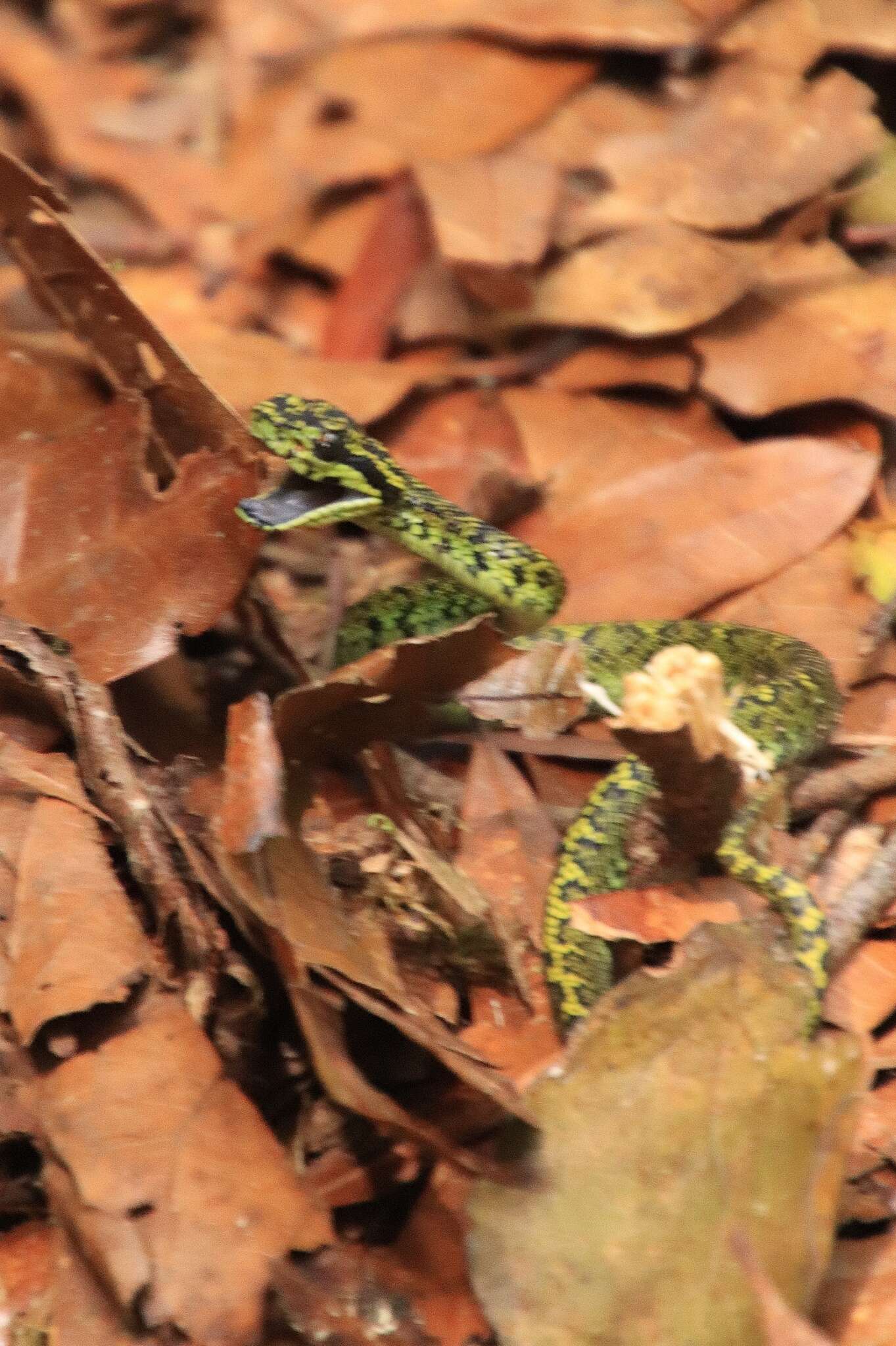 Image of Bothriechis nubestris Doan, Mason, Castoe, Sasa & Parkinson 2016