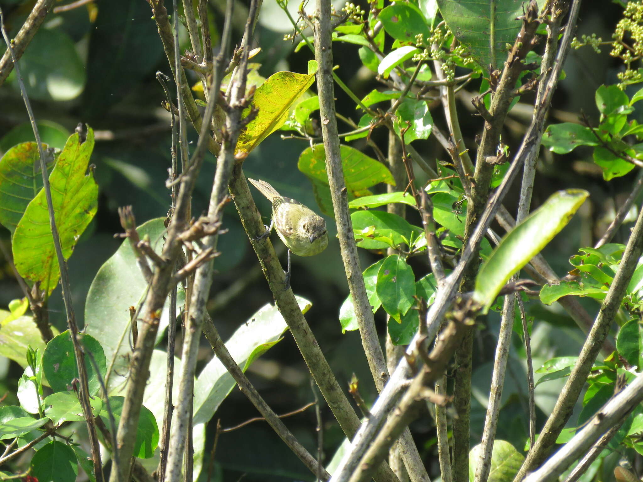 Image of Forest Elaenia