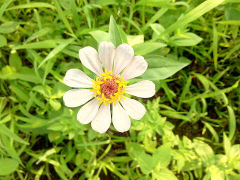 Imagem de Zinnia elegans Jacq.