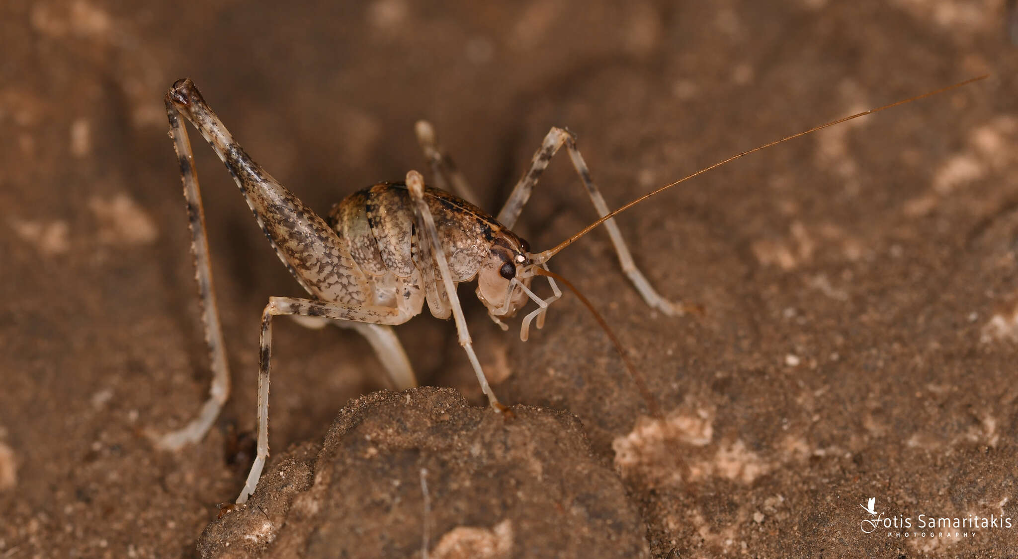 Troglophilus (Troglophilus) spinulosus Chopard 1921的圖片