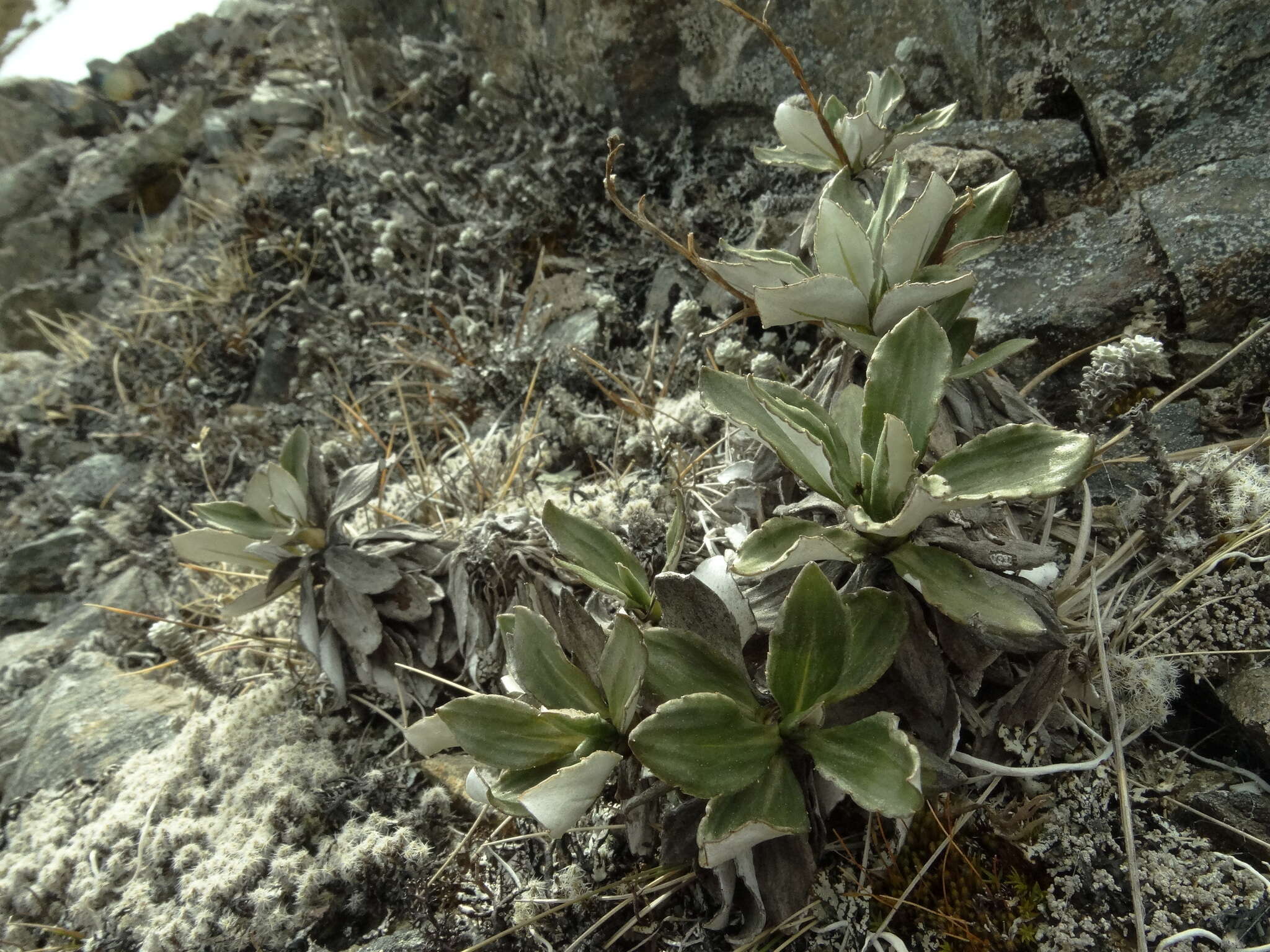 Image of Celmisia bonplandii (J. Buch.) Allan