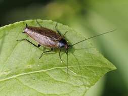 Image of Ectobius (Ectobius) erythronotus Burr 1898