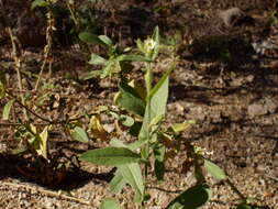 Image of desert tobacco,