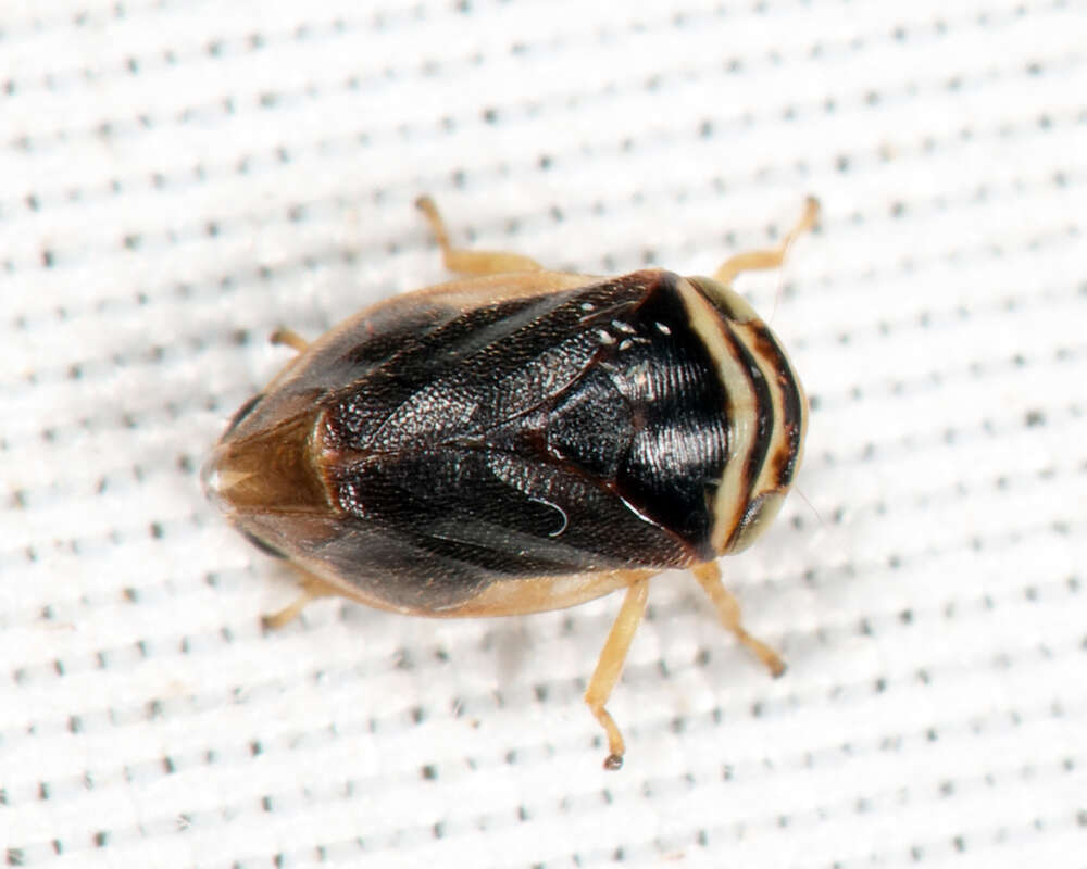 Image of Clastoptera testacea Fitch 1851